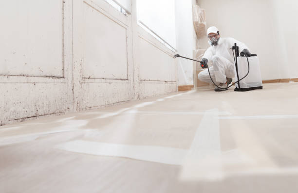 24/7 Emergency Attic Mold Remediation experts in Beulah, MI