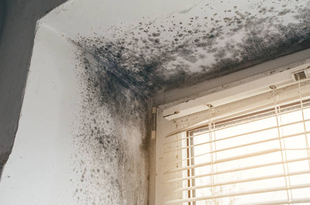Affordable Attic Mold Remediation solutions in Beulah, MI