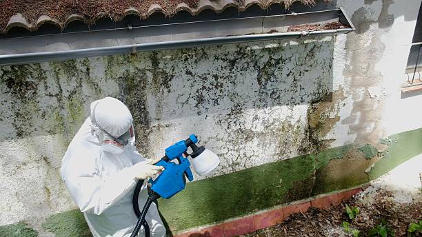Top rated local Attic Mold Remediation specialists in Beulah, MI